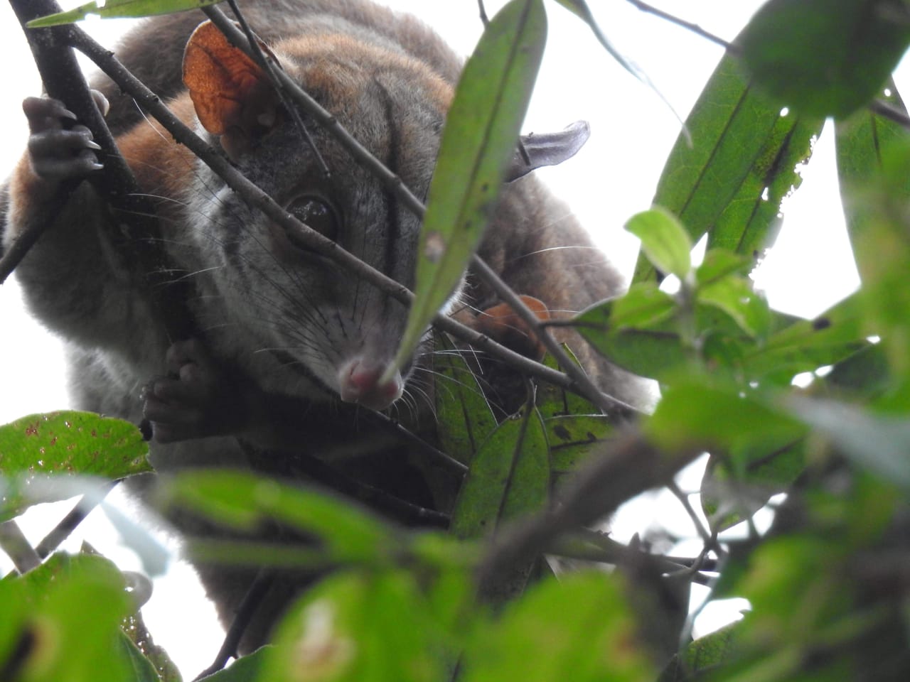 imagen-galeria-agromyss